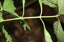 Image of Psychotria pubescens