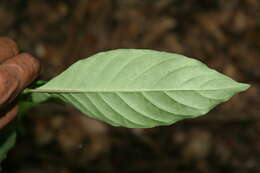 Image of Psychotria pubescens