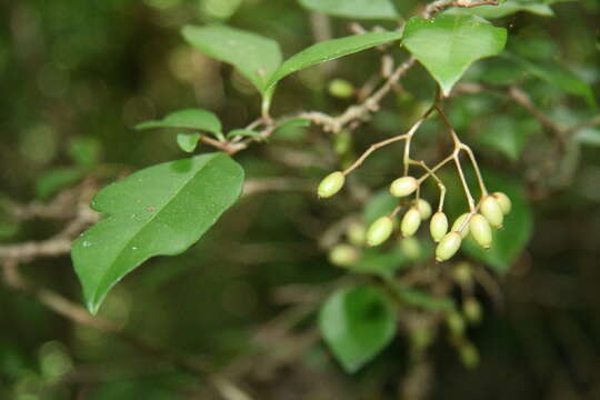 Image de Neea psychotrioides J. D. Smith