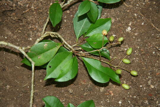 Image of Neea psychotrioides J. D. Smith