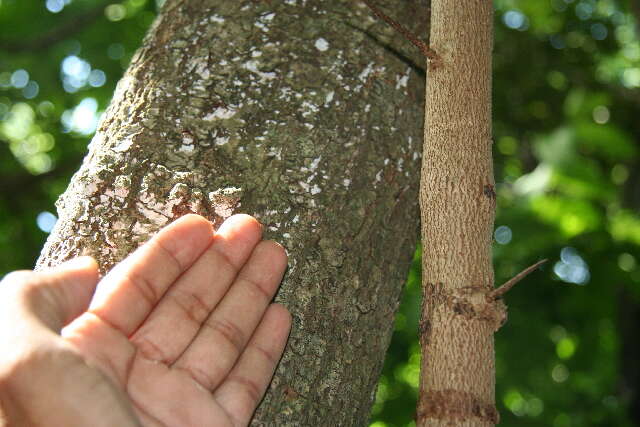 Image of tallow wood