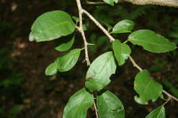 Image of tallow wood