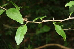 Image of tallow wood