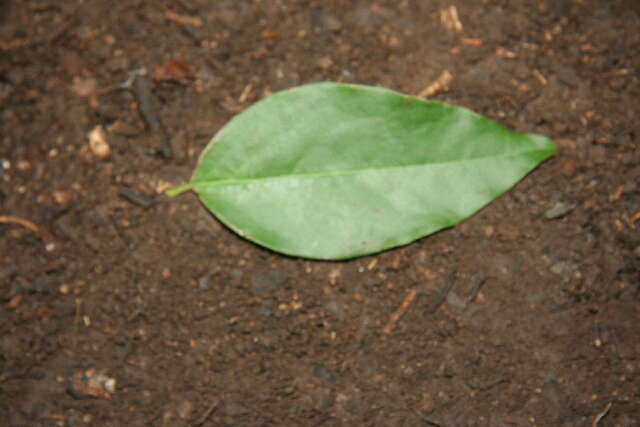 Image of tallow wood