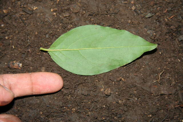 Image of tallow wood