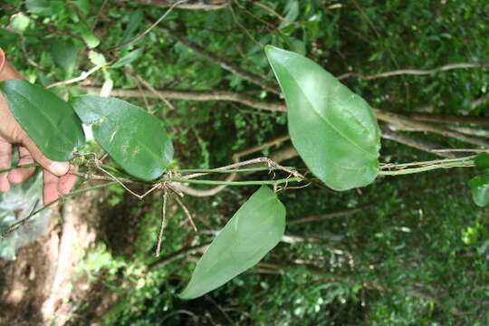 Image de Smilax spinosa Mill.