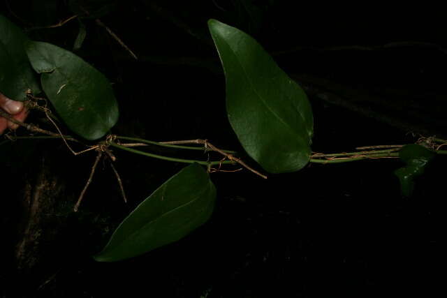 Image of Smilax spinosa Mill.
