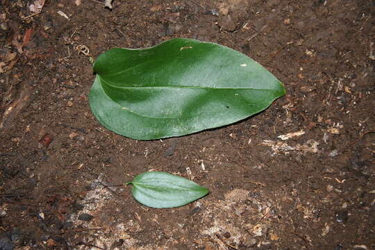 Image de Smilax spinosa Mill.