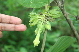 Image of Prestonia mexicana A. DC.