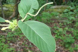 Image of Prestonia mexicana A. DC.