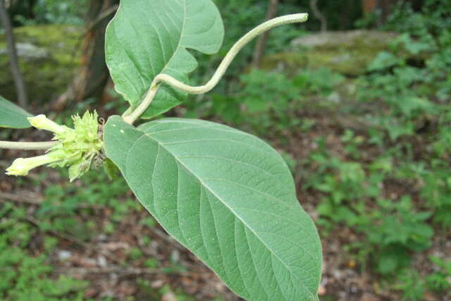 Image of Prestonia mexicana A. DC.