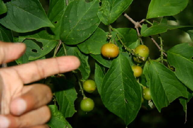 Imagem de Bunchosia polystachya (Andr.) DC.