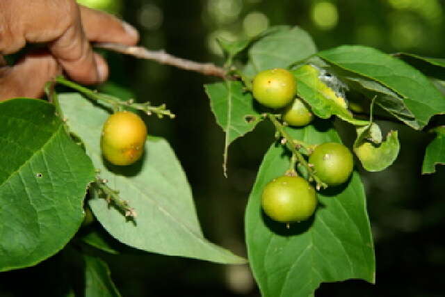 Imagem de Bunchosia polystachya (Andr.) DC.