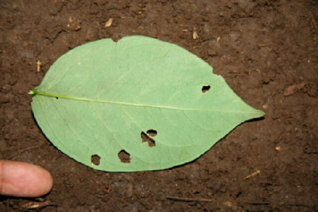 Imagem de Bunchosia polystachya (Andr.) DC.