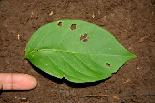 Imagem de Bunchosia polystachya (Andr.) DC.