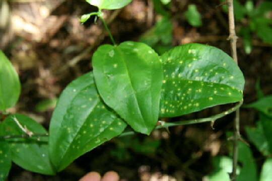 Image de Smilax spinosa Mill.