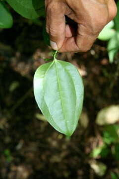 Image of Smilax spinosa Mill.