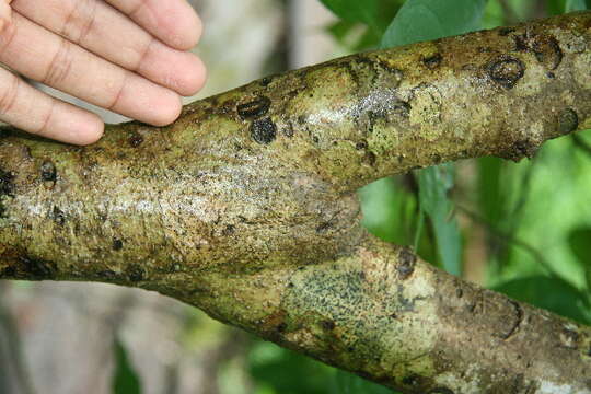 Image of Croton morifolius Willd.