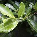 Imagem de Ficus croata