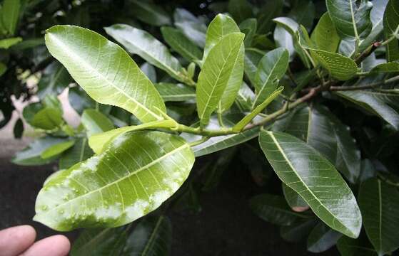 Imagem de Ficus croata