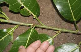 Image of Ficus croata