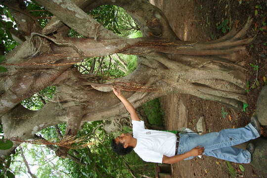 Imagem de Ficus croata