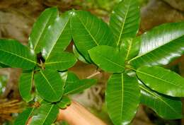 Image of Ficus croata