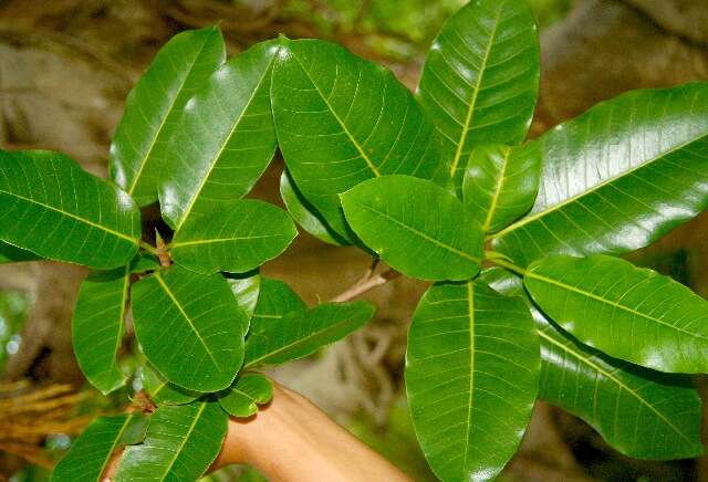 Image of Ficus croata