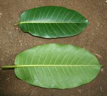 Image of Ficus croata