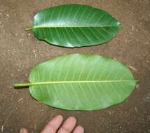 Image of Ficus croata