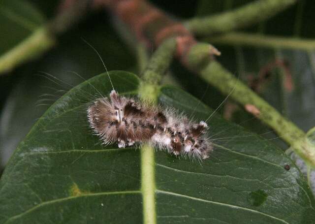 Image of Ficus croata