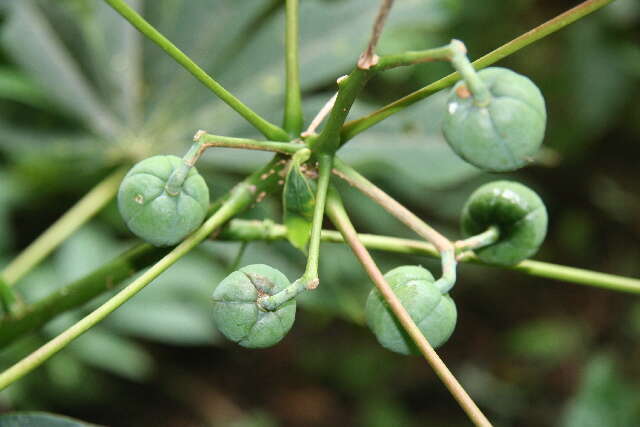 Sivun Manihot aesculifolia (Kunth) Pohl kuva