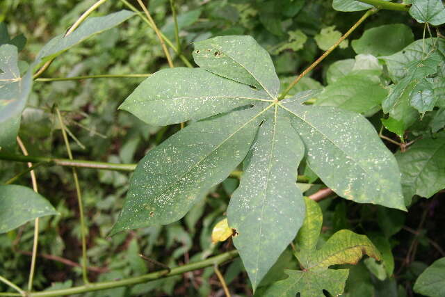 Sivun Manihot aesculifolia (Kunth) Pohl kuva