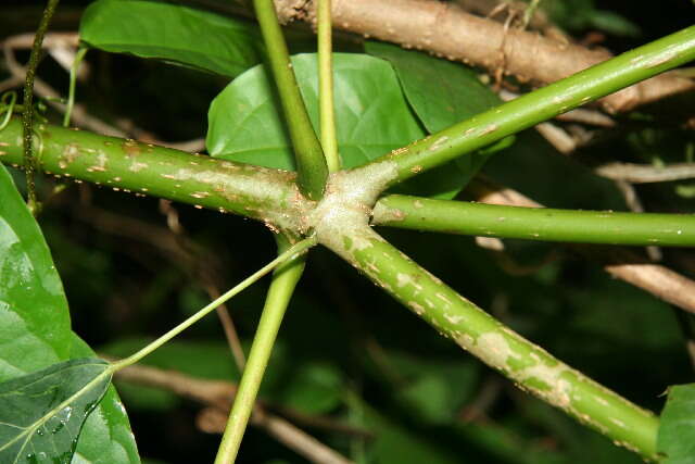 Sivun Manihot aesculifolia (Kunth) Pohl kuva