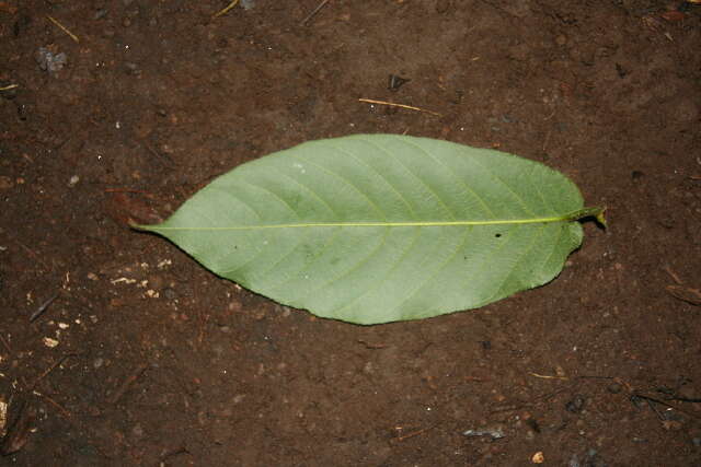 Imagem de Castilla elastica