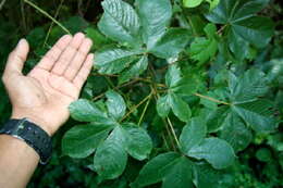 Image of silk cottontree