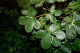 Image of silk cottontree