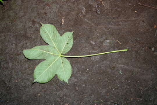 Imagem de Cochlospermum vitifolium (Willd.) Spreng.