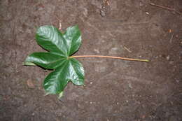 Image de Cochlospermum vitifolium (Willd.) Spreng.