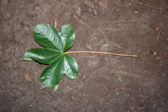 Imagem de Cochlospermum vitifolium (Willd.) Spreng.