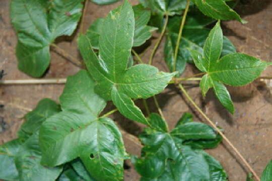 Imagem de Cochlospermum vitifolium (Willd.) Spreng.