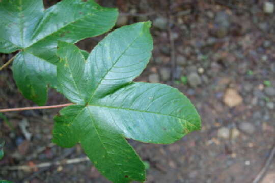 Imagem de Cochlospermum vitifolium (Willd.) Spreng.