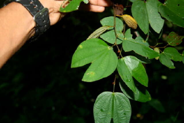 Plancia ëd Bauhinia ungulata L.