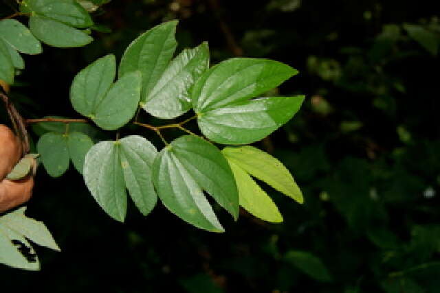 Plancia ëd Bauhinia ungulata L.