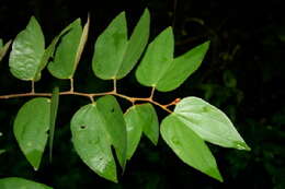 Plancia ëd Bauhinia ungulata L.