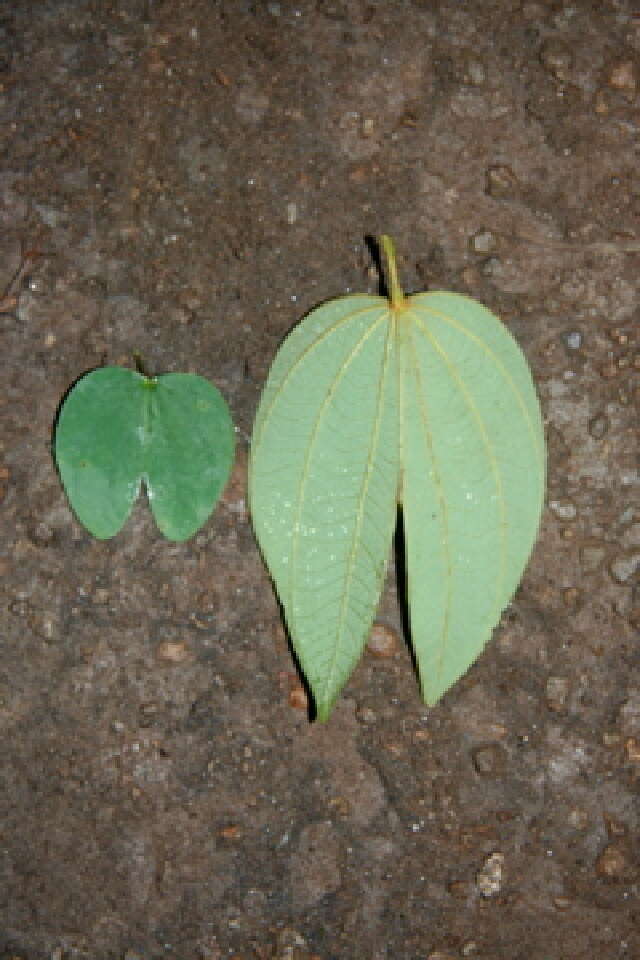 Plancia ëd Bauhinia ungulata L.