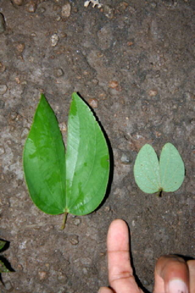 Plancia ëd Bauhinia ungulata L.