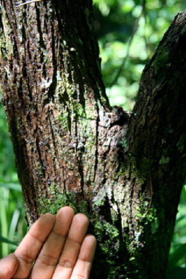 Plancia ëd Bauhinia ungulata L.