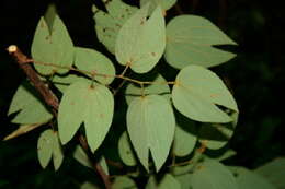 Plancia ëd Bauhinia ungulata L.