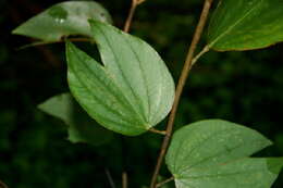 Plancia ëd Bauhinia ungulata L.